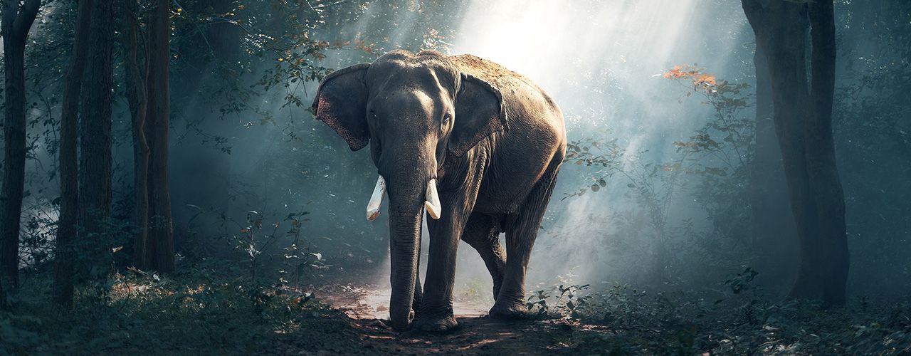 Olifant